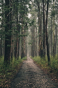 Long Forest Path Photo thumbnail