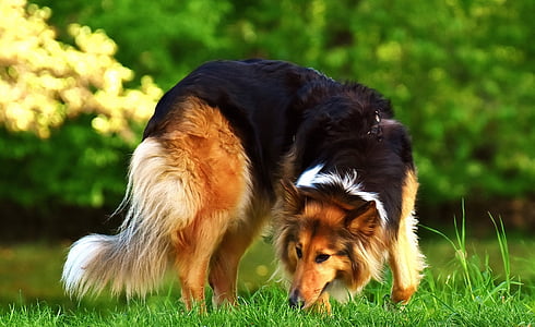 dog eating grass thumbnail