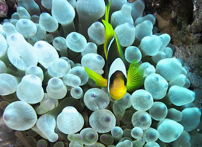 yellow and black fish swimming above a white coral thumbnail