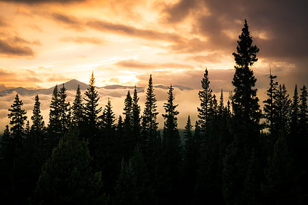 silhouette of trees wallpaper thumbnail