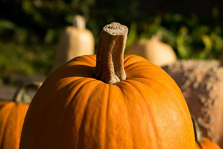 shallow focus photography of pumpkin thumbnail