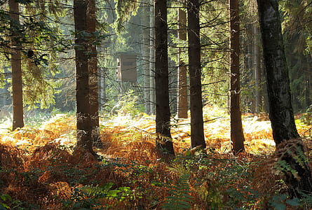 landscape photography of trees thumbnail