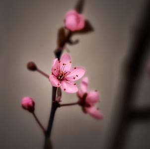 tilt shift lens of pink flowers thumbnail