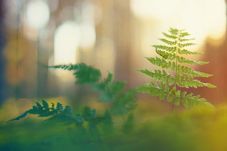 close-up photo of green fern plant thumbnail