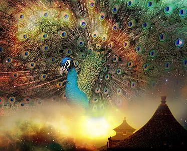 blue peacock thumbnail