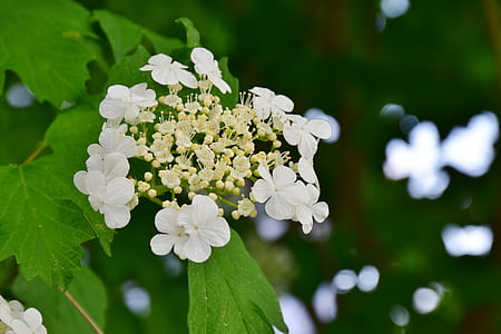 white flowers thumbnail