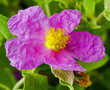 Rockrose, Cistus Albidus thumbnail