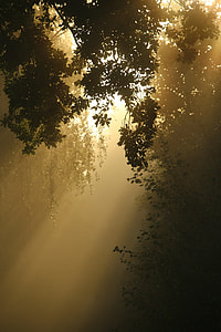 green leaf tree during golden hour thumbnail
