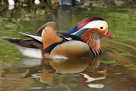 brown,white,and green bird on water thumbnail