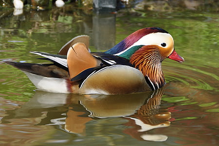 mallard duck on body of water thumbnail