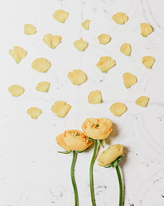 yellow flowers with petals thumbnail