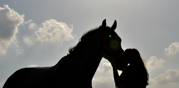low angle silhouette photography of woman and horse thumbnail