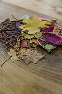 green maple leaf on brown surface thumbnail