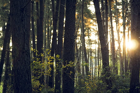 tall trees shone by sun thumbnail
