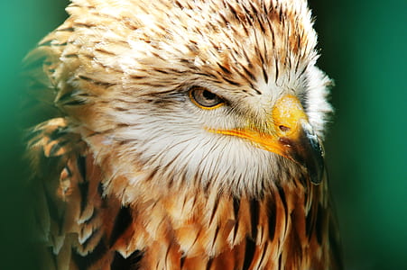 macro photography of eagle thumbnail