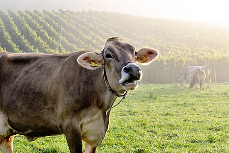 brown cow near green plantation during daytime thumbnail