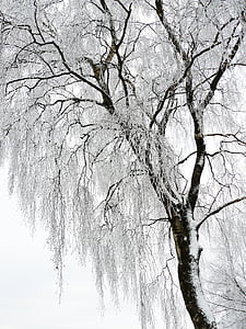 brown withered tree covered with snow thumbnail