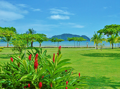 clear view of green coconut tree and green leaf trees in front of beach thumbnail
