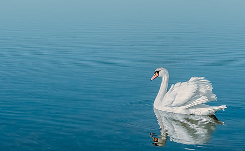 white swan on body of water during daytime thumbnail