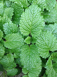 green leaved plant thumbnail