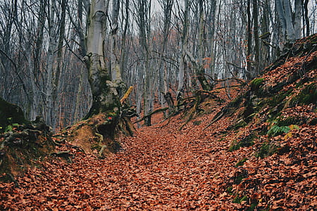trail covered by dried leaves thumbnail