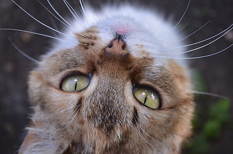 closeup photo of brown cat's face thumbnail