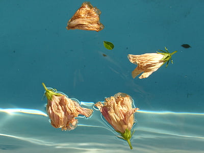 four flower on body of water thumbnail