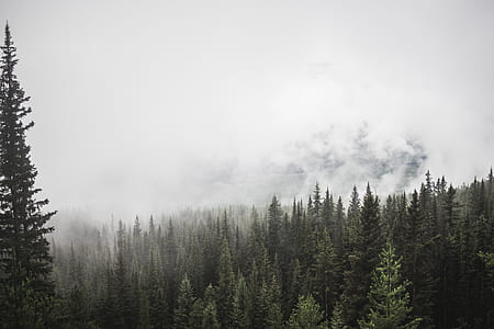 aerial photography of pine trees under fog thumbnail