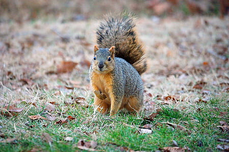 squirrel on green grass during daytime thumbnail