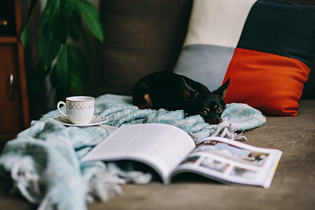 Resting with magazine and cute puppy thumbnail