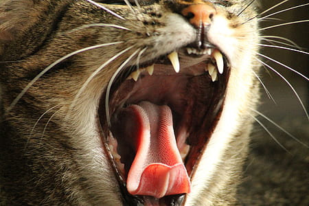 close-up photo of brown tabby cat's mouth rawing thumbnail