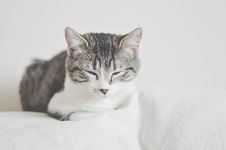 silver tabby cat lying on white surface thumbnail