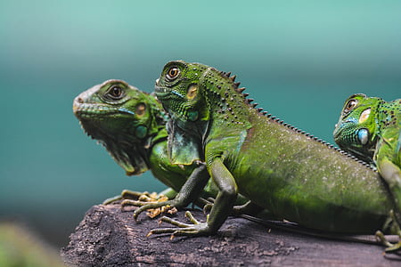 shallow focus photography of three green lizards thumbnail