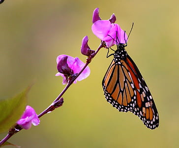 brown and black butterfly perched on purple flower thumbnail