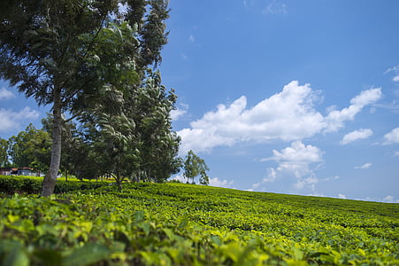 green leafed trees on green grass fields during daytime thumbnail