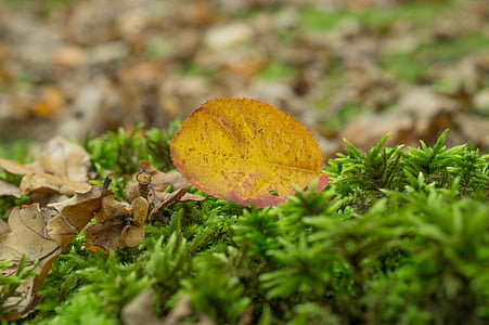dried leaf on green grass thumbnail