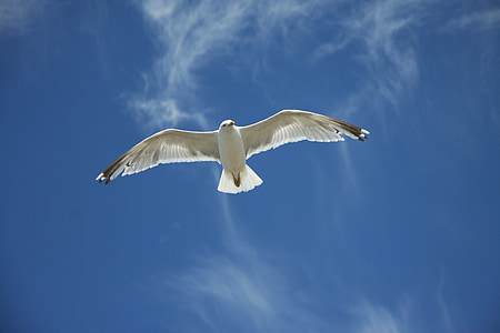 white seagull at the sky during daytime thumbnail