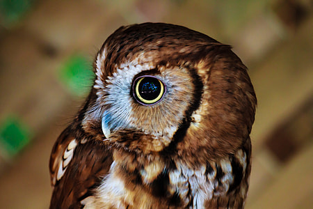 selective focus photography of brown owl thumbnail