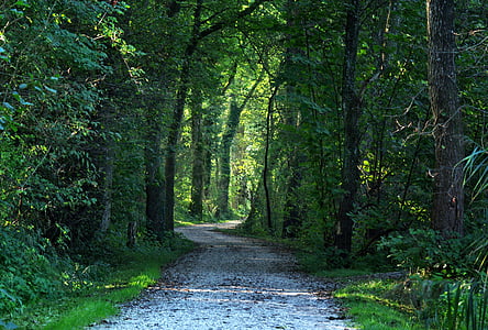 gray concrete road beside of green trees thumbnail