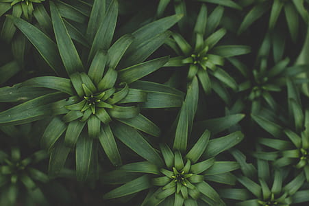 green plant thumbnail