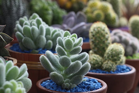 shallow focus photography of green plants thumbnail