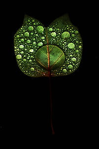 macro photography of dews on leaf thumbnail