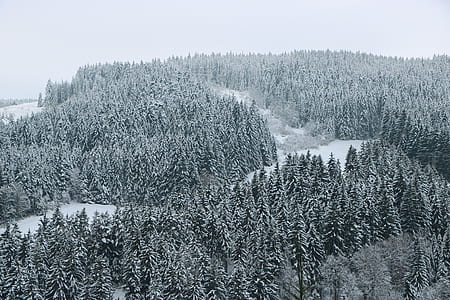 aerial view of snow covered pine forest thumbnail