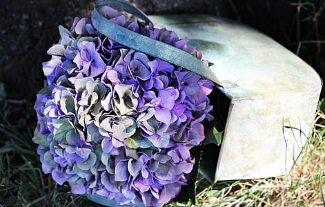 photo of purple petaled flowers thumbnail