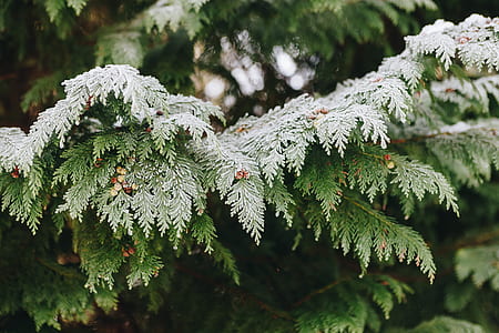 tree, foliage, green, snow, winter thumbnail