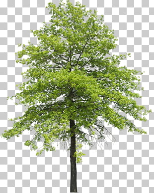 Tree Plant Shrub Nature Transpiration, arboles, green leafed tree PNG clipart
