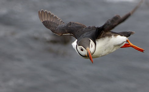 tanning photography of flying puffin bird thumbnail