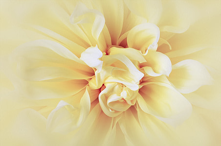 yellow dahlia in bloom macro photo thumbnail