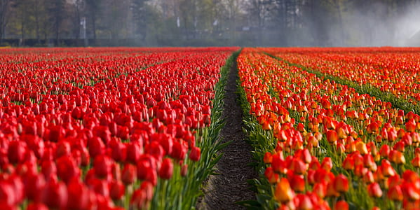 Red Rose Field thumbnail