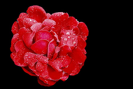 red rose with water droplets against black background in close-up photography thumbnail